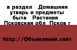  в раздел : Домашняя утварь и предметы быта » Растения . Псковская обл.,Псков г.